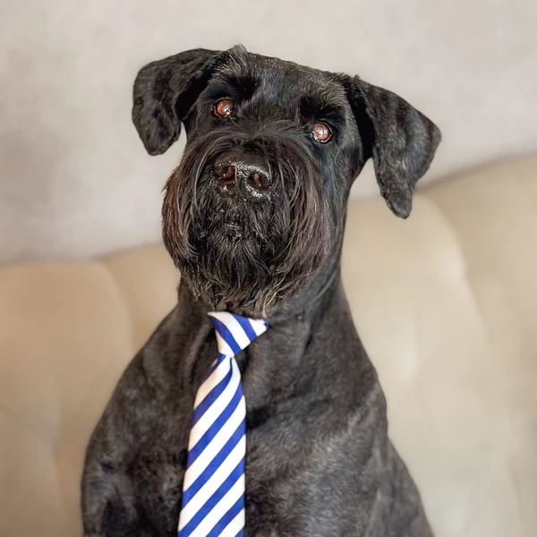 The office dog at River Point Dental wearing a blue tie